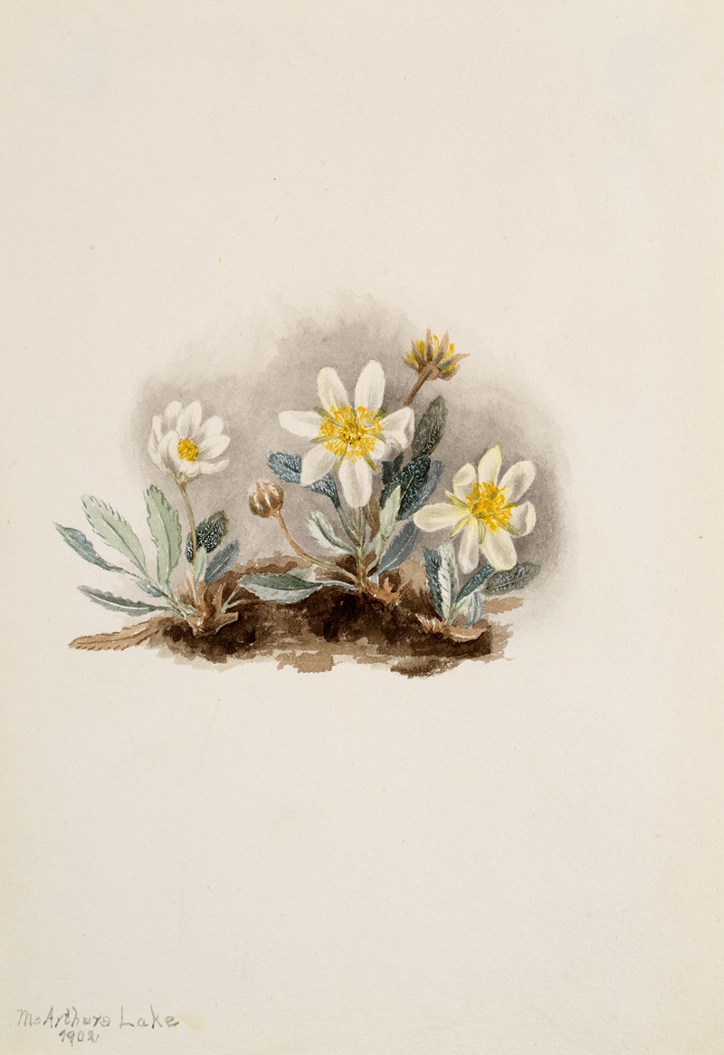 Mary Vaux Walcott - White Dryad (Dryas octopetala)