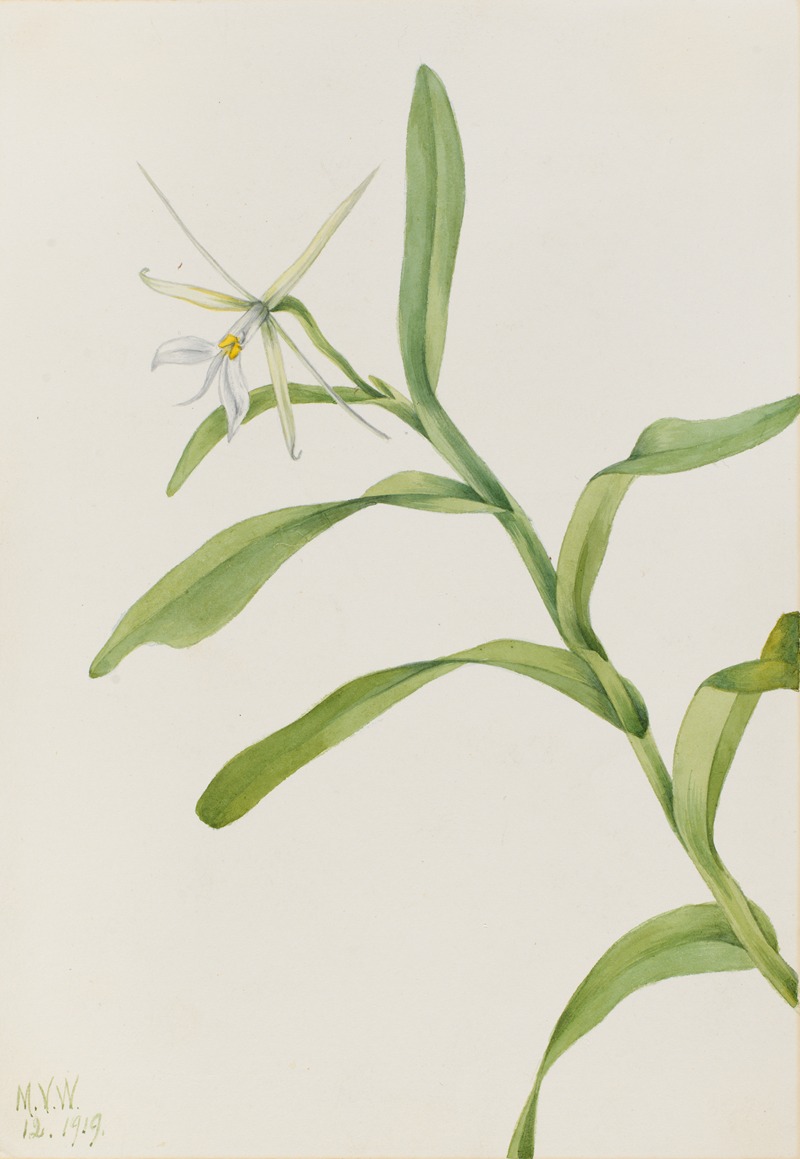 Mary Vaux Walcott - White Epidendrum (Epidendrum nocturnum)