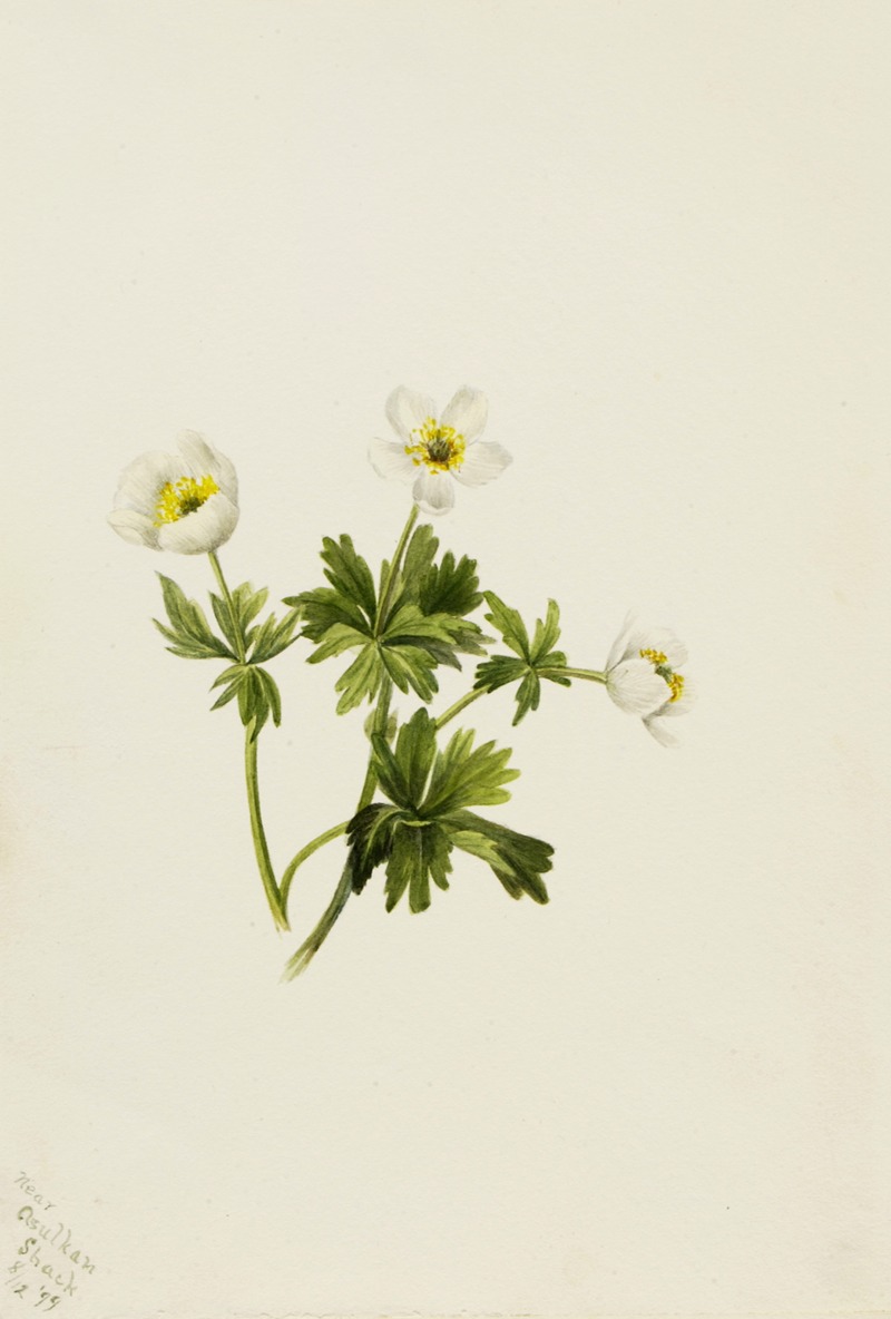 Mary Vaux Walcott - White Globeflower (Trollius albiflorus)