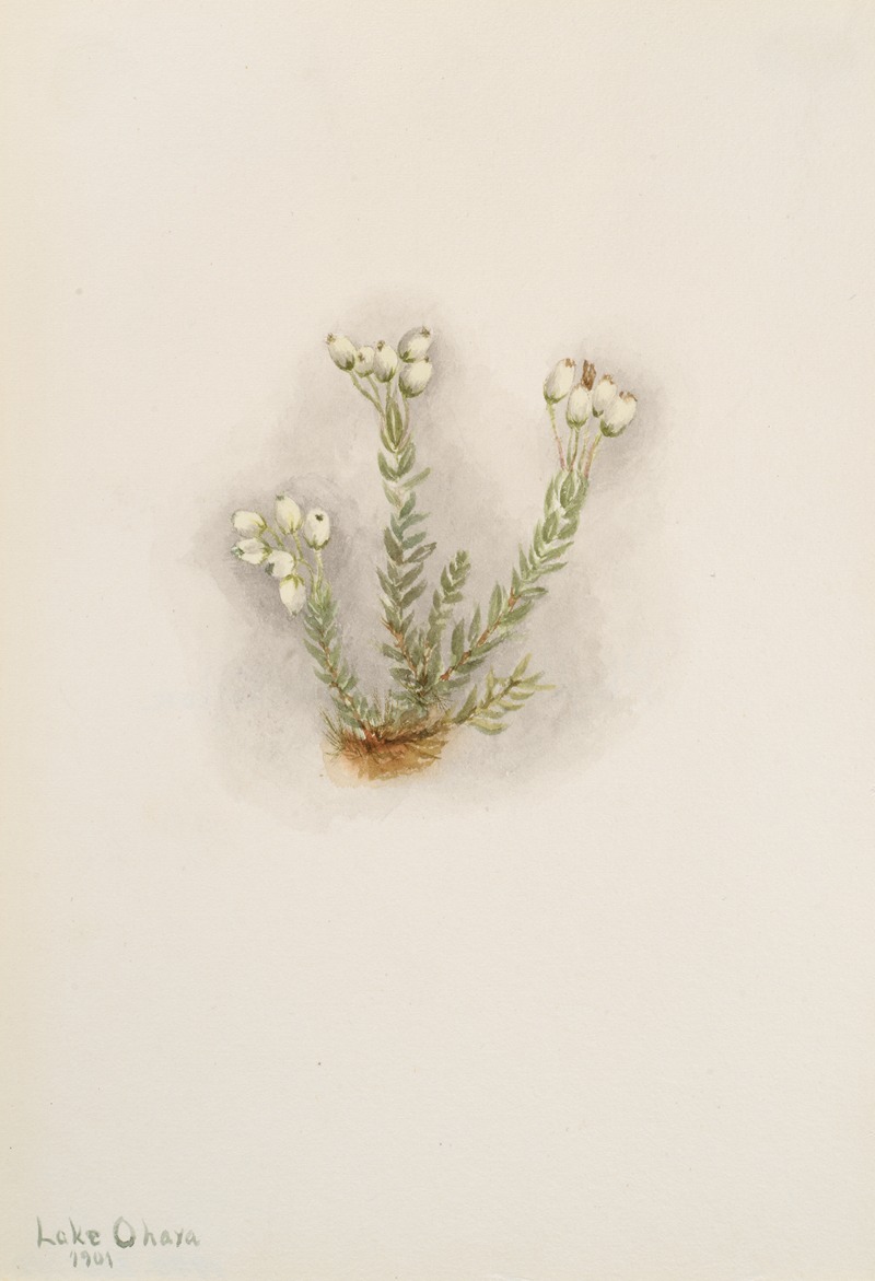 Mary Vaux Walcott - White Heather (Phyllodoce grandiflora)