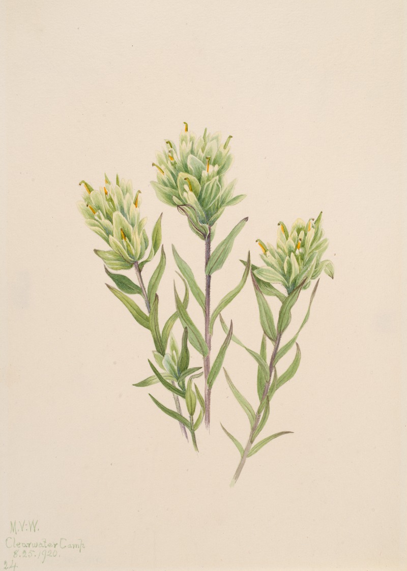 Mary Vaux Walcott - White Indian Paintbrush (Castilleja occidentalis)
