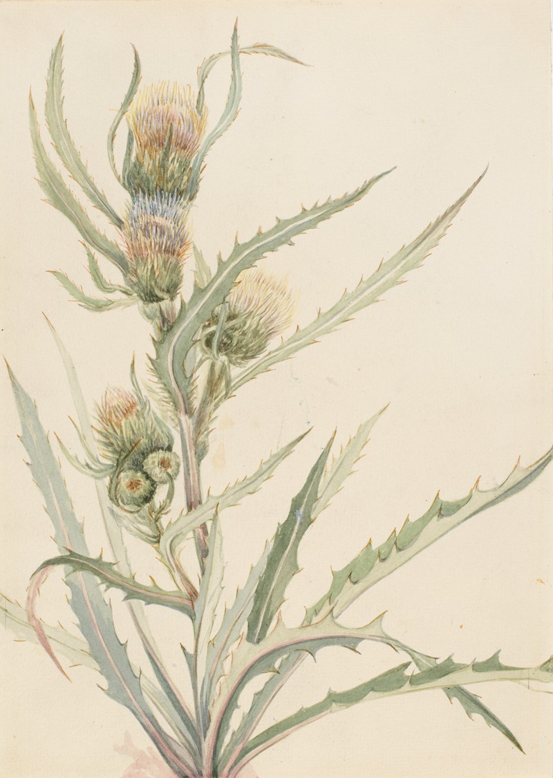 Mary Vaux Walcott - White Thistle (Cirsium hookeranum)
