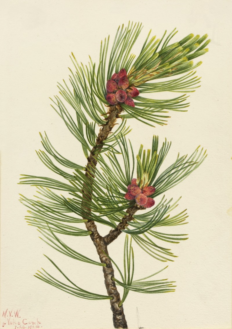 Mary Vaux Walcott - Whitebark Pine (Pinus albicaulis)