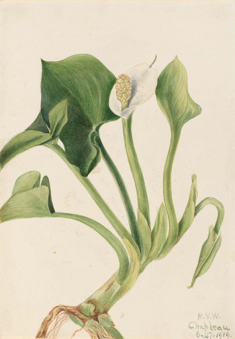 Mary Vaux Walcott - Wild Calla (Calla palustris)