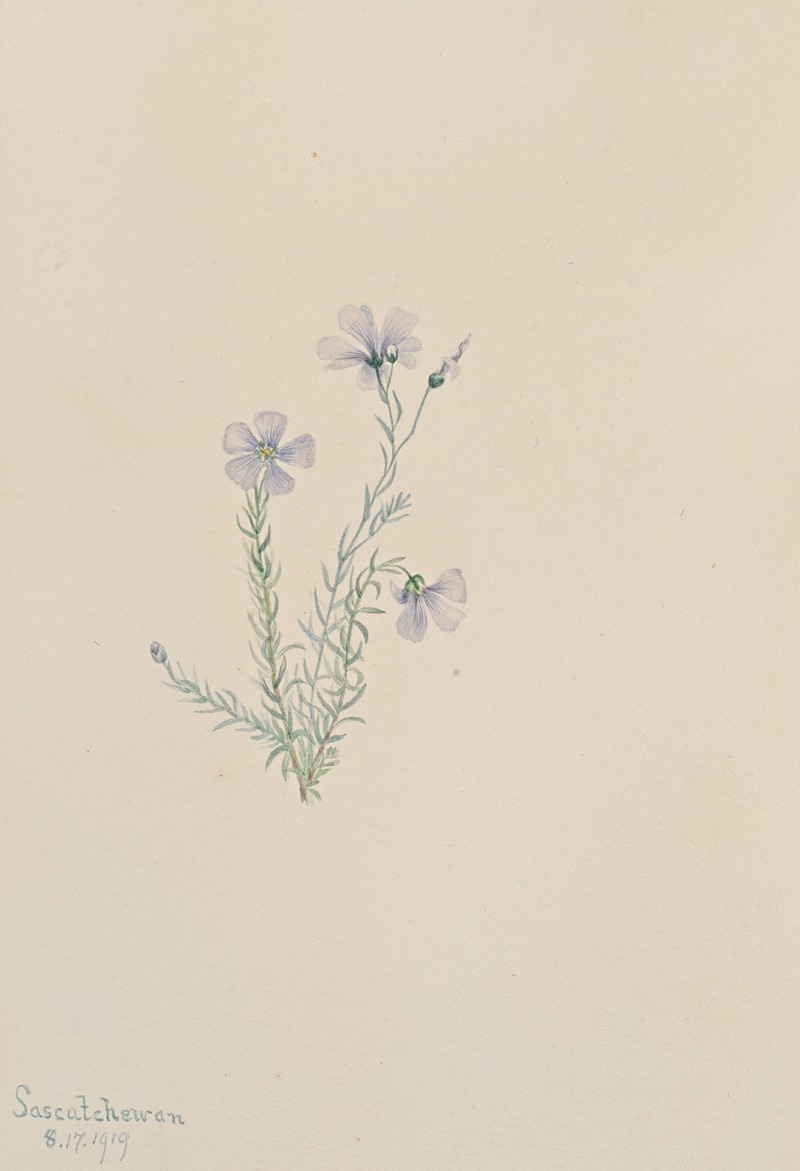 Mary Vaux Walcott - Wild Flax (Linum lewisii)