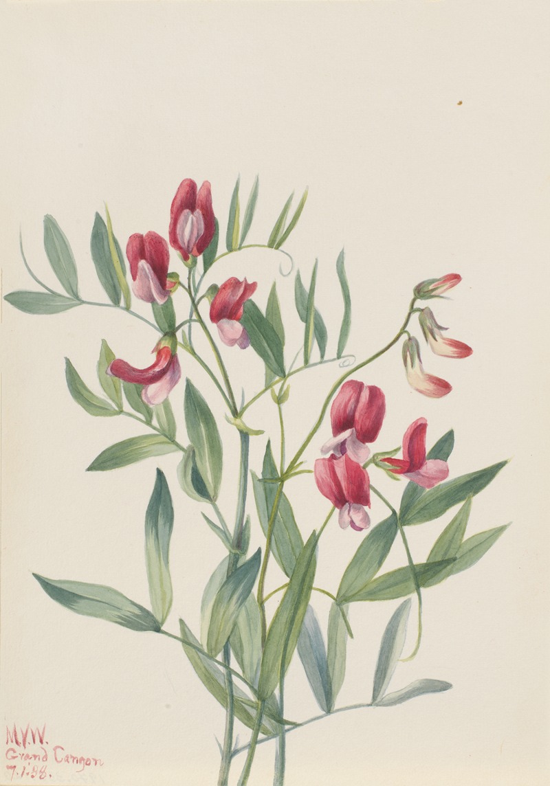 Mary Vaux Walcott - Wild Pea (Lathyrus decaphyllus)