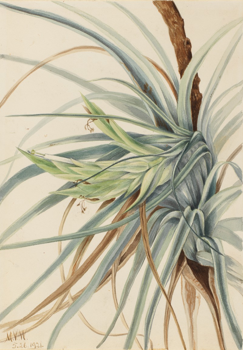 Mary Vaux Walcott - Wild Pineapple (Tillandsia fasciculata)