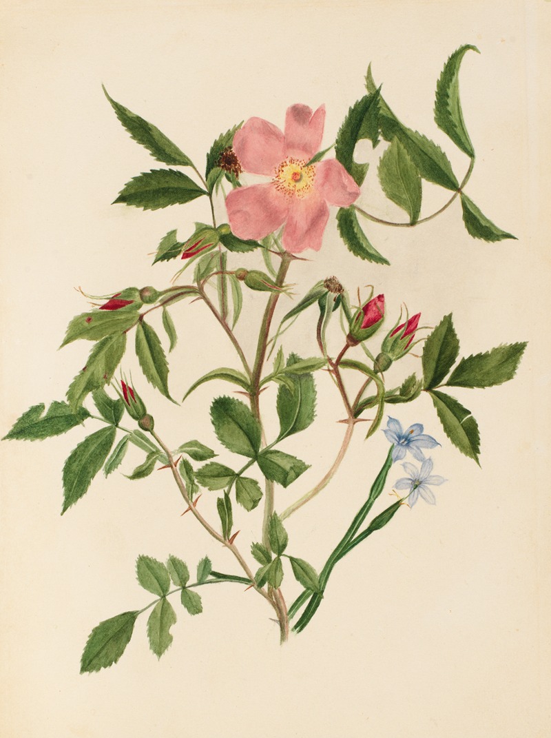 Mary Vaux Walcott - Wild Rose and Blue-eyed Grass (Rosa species and Sisyrinchium species)