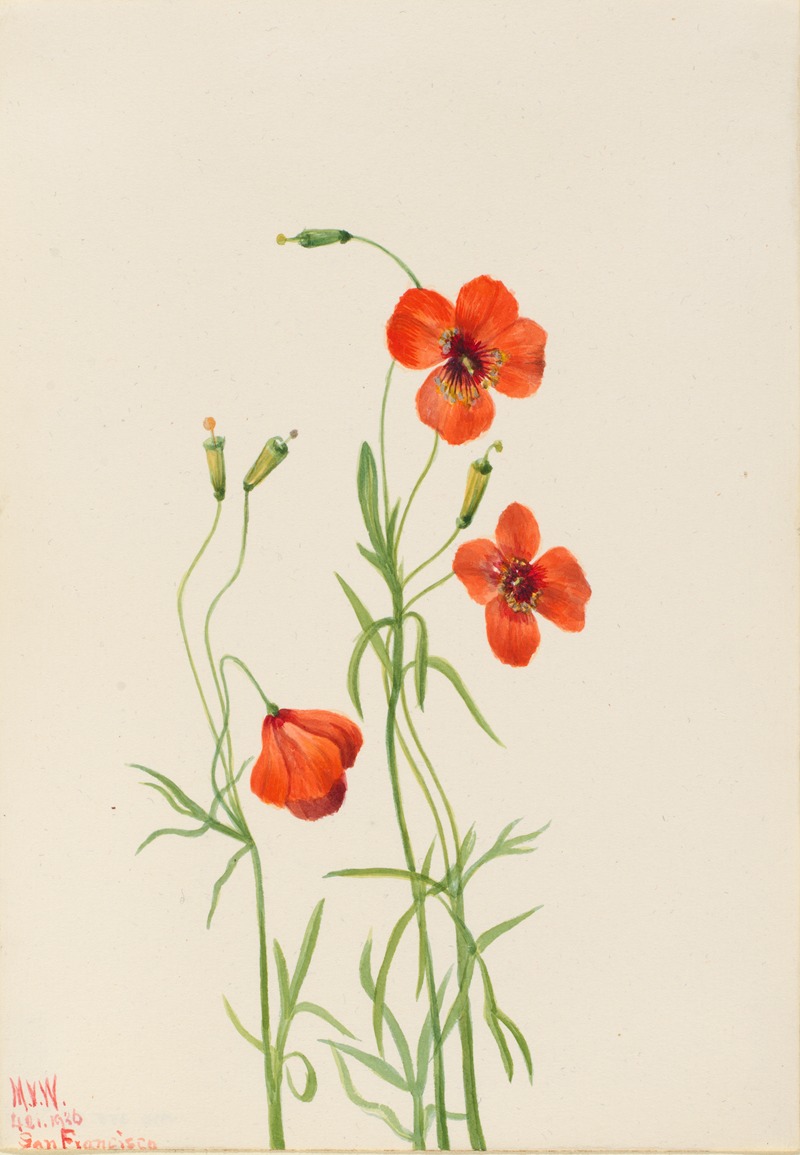 Mary Vaux Walcott - Wind Poppy (Stylomecon heterophylla)