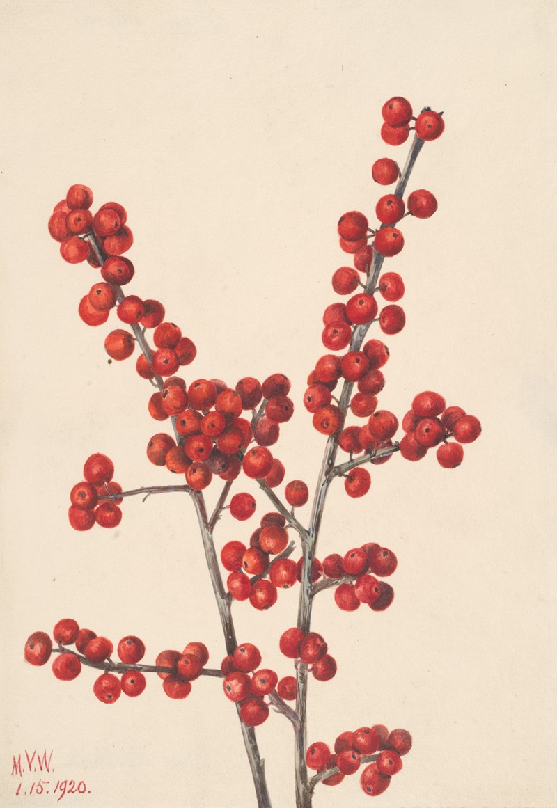 Mary Vaux Walcott - Winterberry (Ilex verticillata)