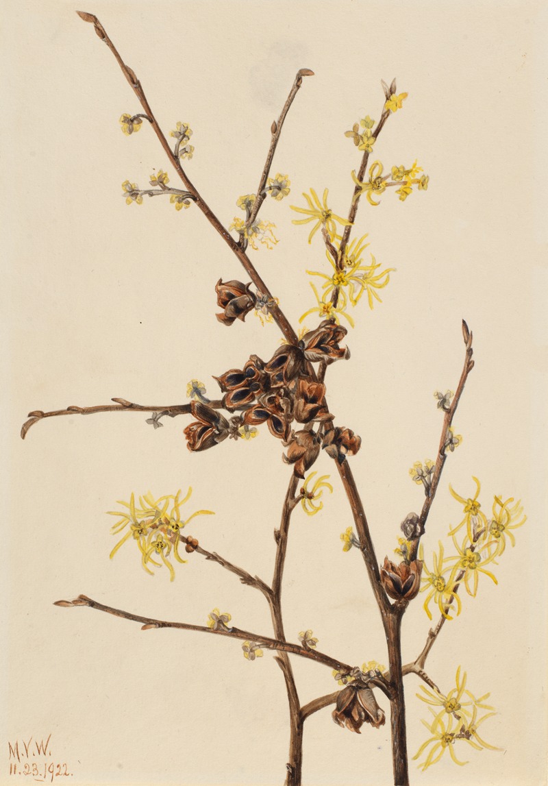 Mary Vaux Walcott - Witch Hazel (Hamamelis virginiana)