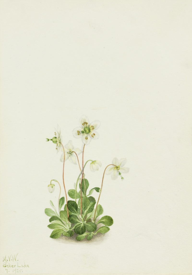 Mary Vaux Walcott - Wood Nymph (Moneses uniflora)