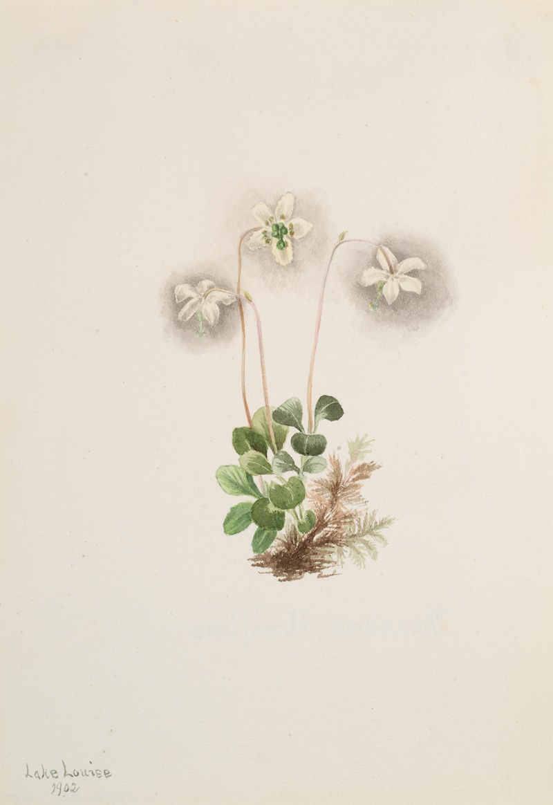 Mary Vaux Walcott - Wood-Nymph (Moneses uniflora)
