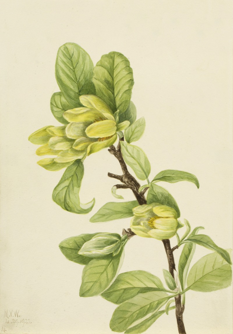 Mary Vaux Walcott - Yellow Cucumbertree (Magnolia cordata)