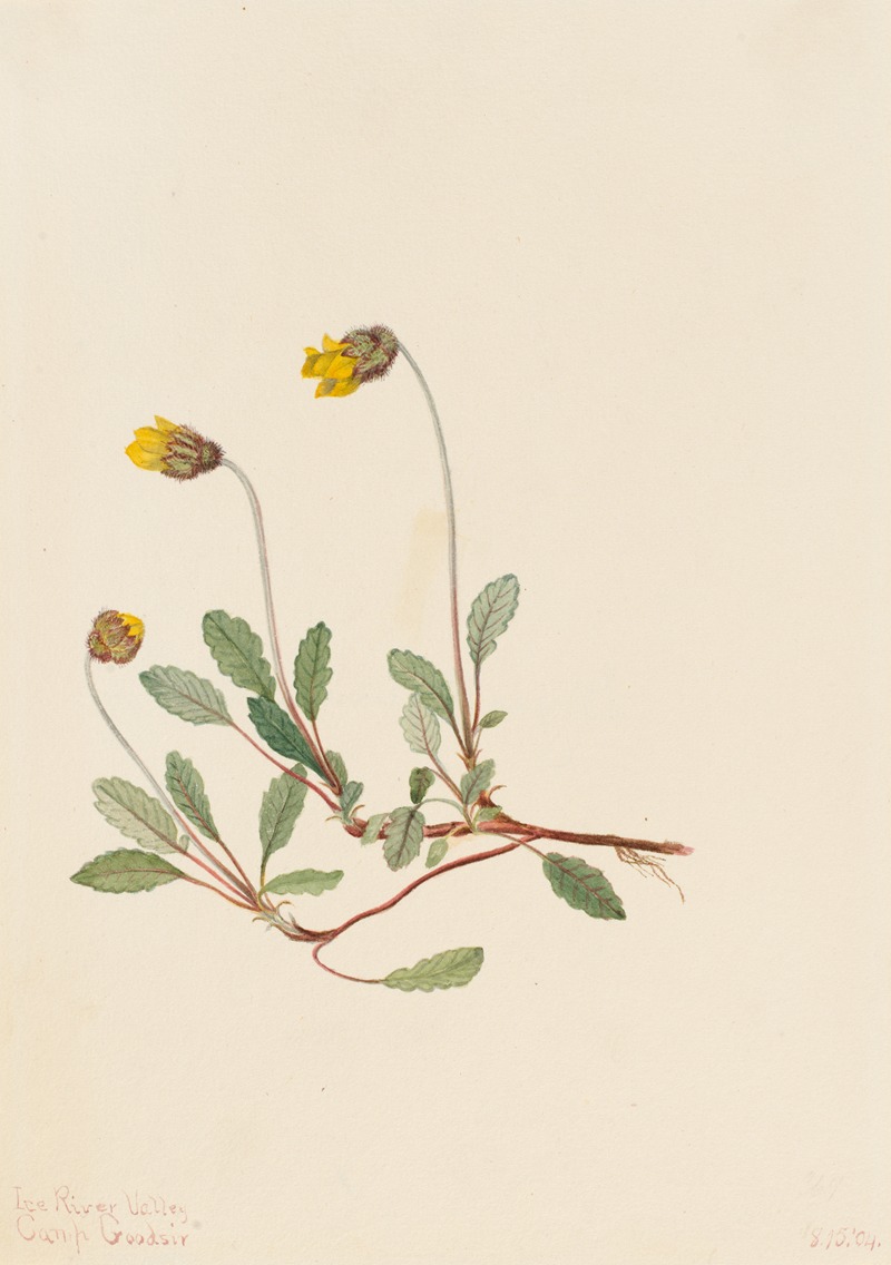 Mary Vaux Walcott - Yellow Dryad (Dryas drummondii)