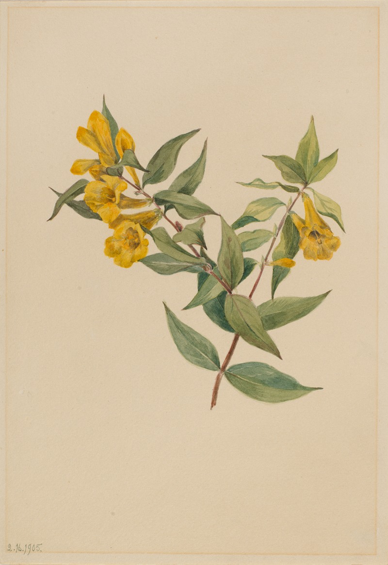 Mary Vaux Walcott - Yellow Jessamine (Gelsemium sempervirens)