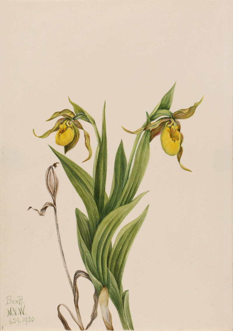 Mary Vaux Walcott - Yellow Lady’s Slipper (Cypripedium parviflorum)