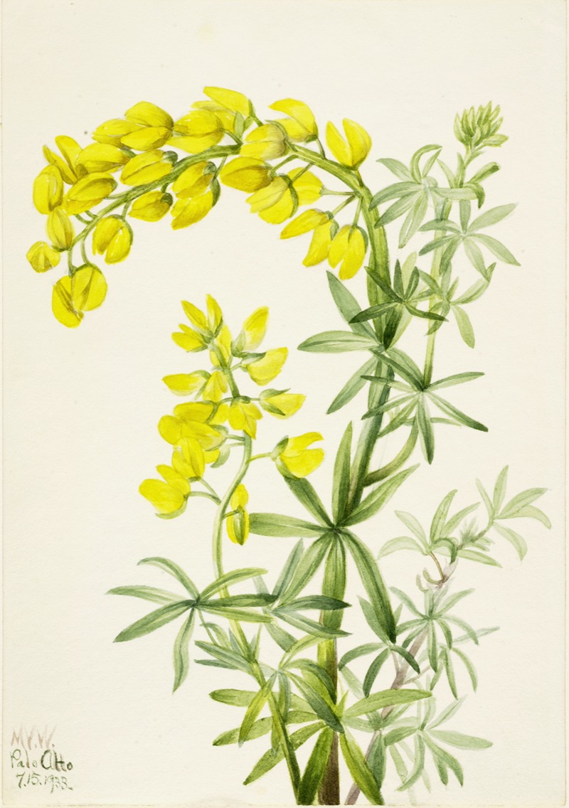 Mary Vaux Walcott - Yellow Lupine (Lupinis arboreus)