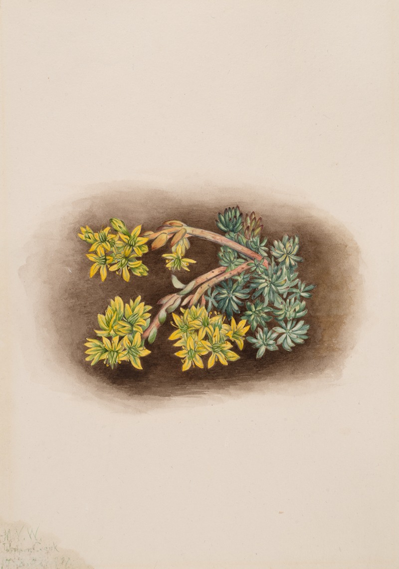Mary Vaux Walcott - Yellow Stonecrop (Sedum stenopetalum)