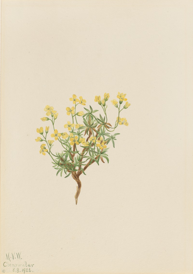 Mary Vaux Walcott - Yellow Willow Grass