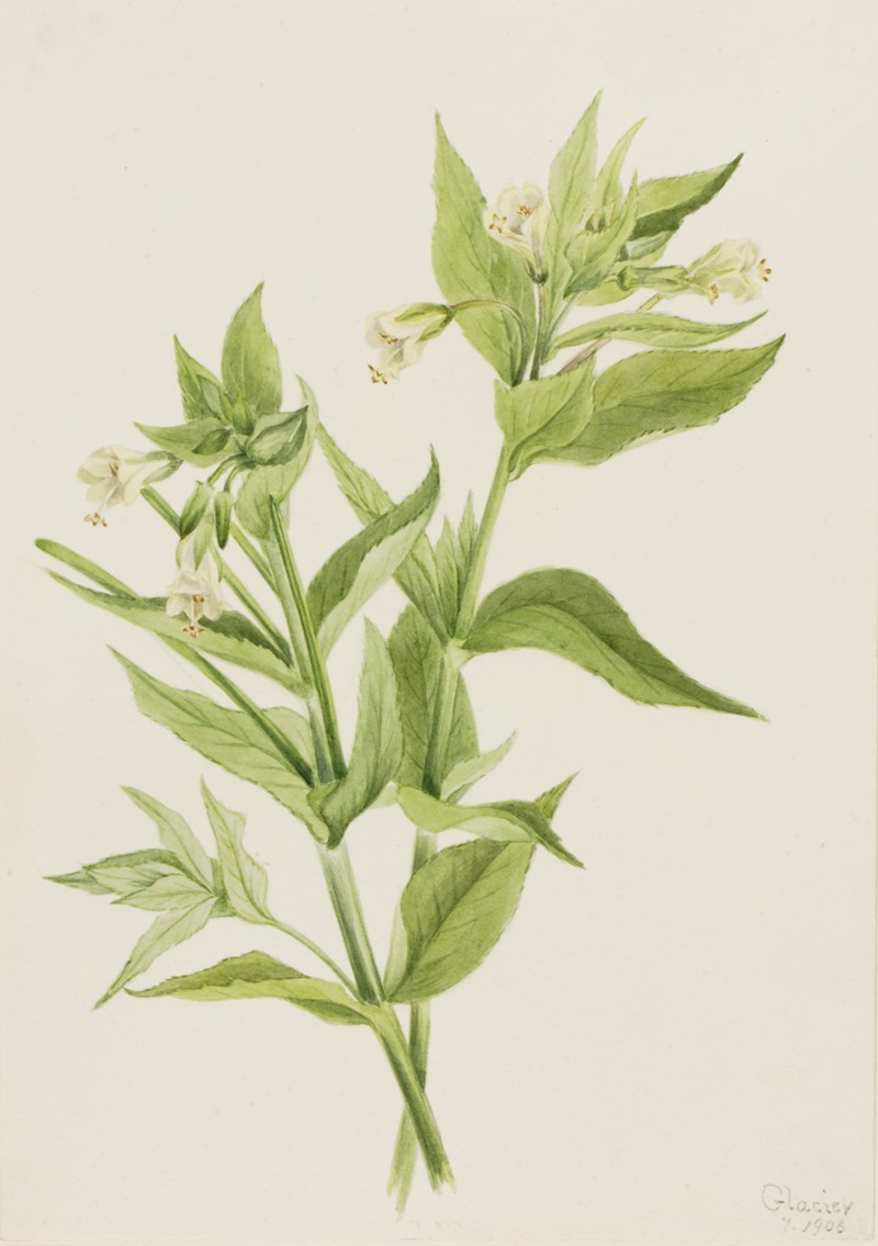 Mary Vaux Walcott - Yellow Willow-Weed (Epilobium lutem)