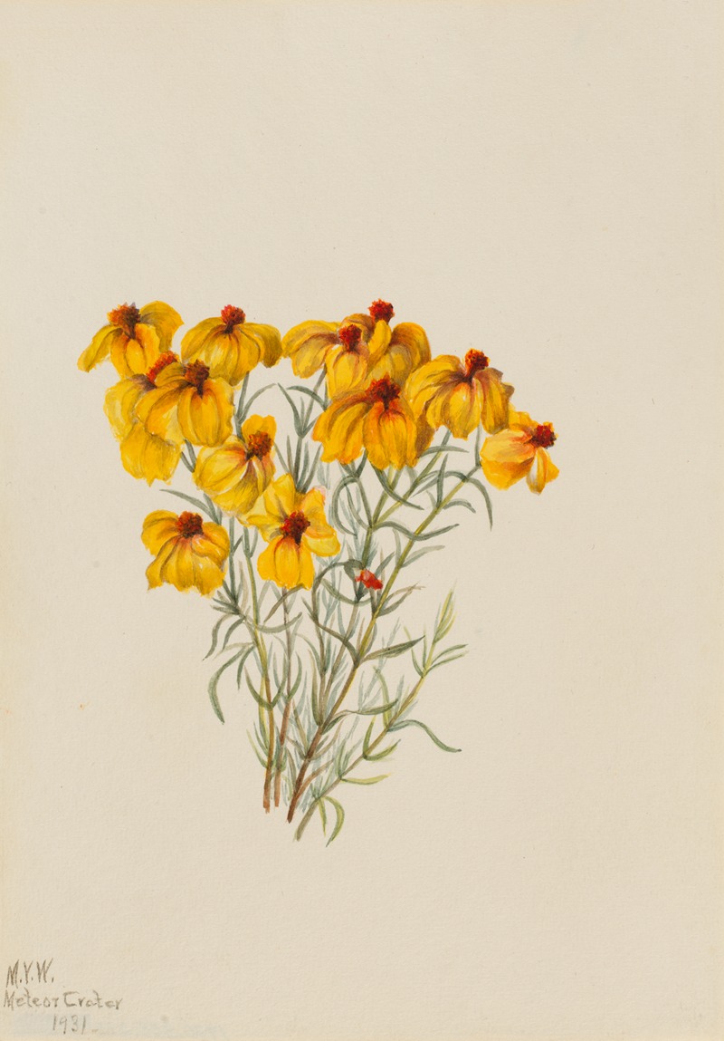 Mary Vaux Walcott - Zinnia (Zinnia grandiflora)