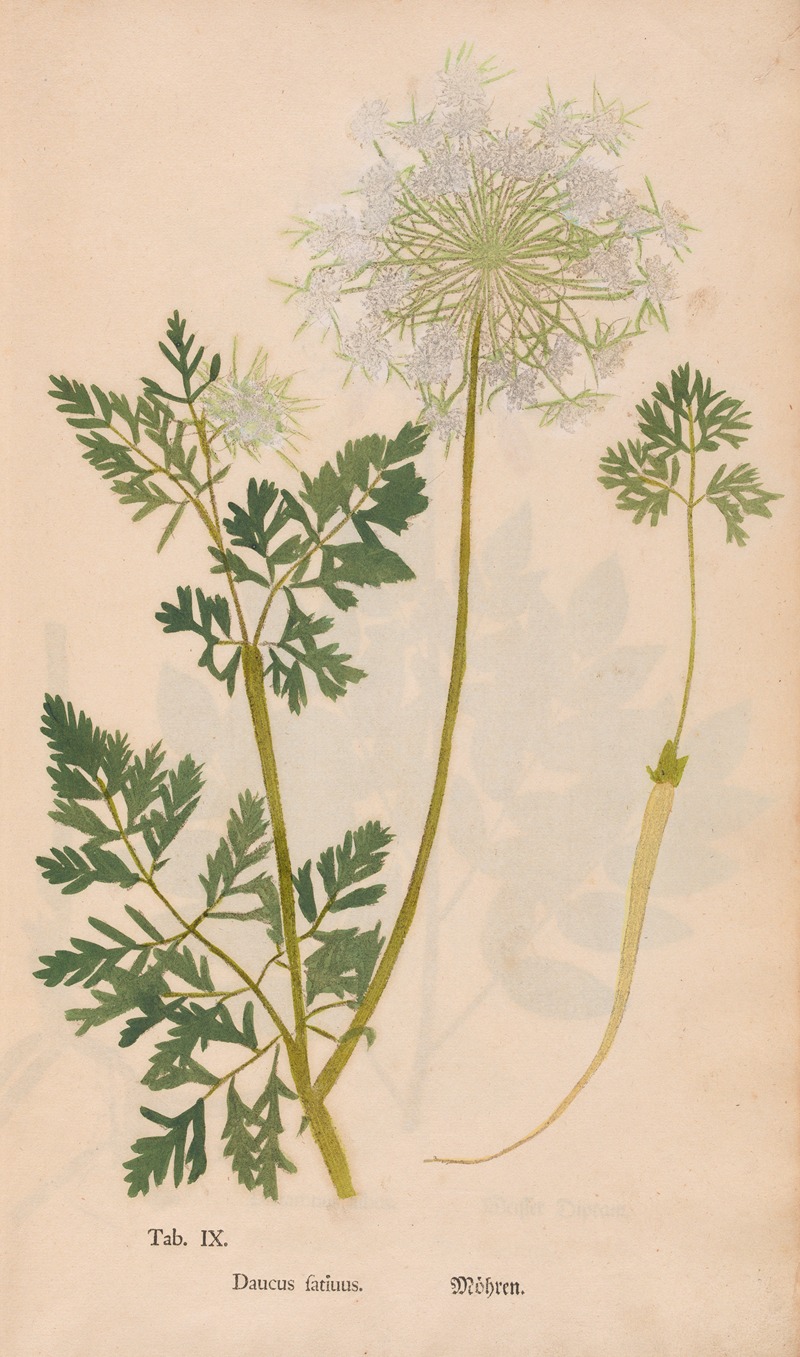 Christian Gottlieb Ludwig - Ectypa vegetabilium Pl.009