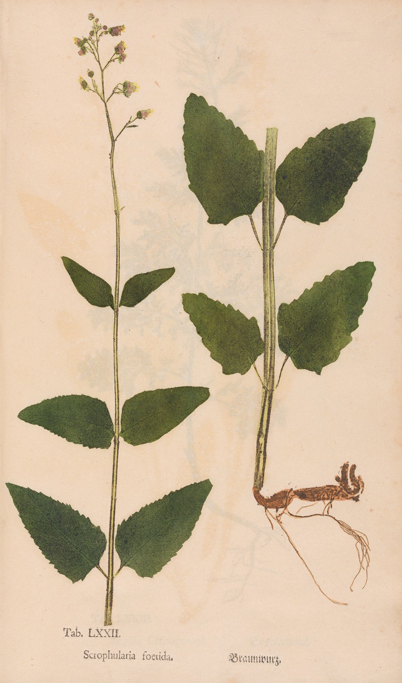 Christian Gottlieb Ludwig - Ectypa vegetabilium Pl.072