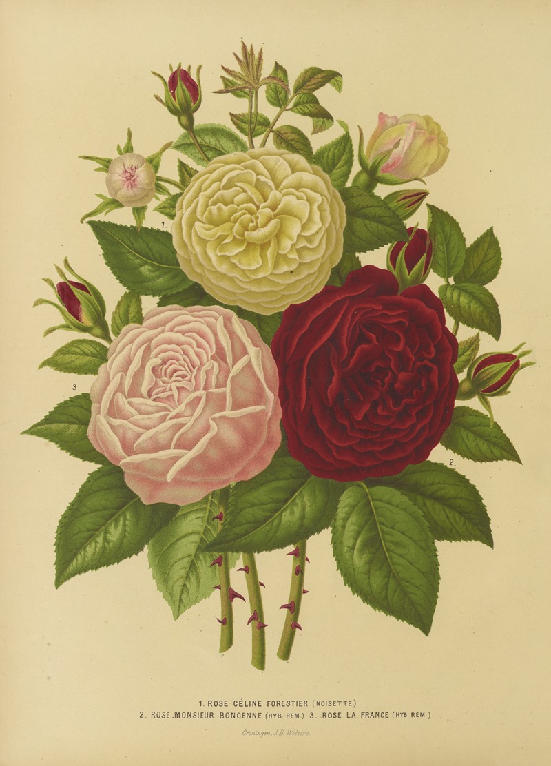 Abraham Jacobus Wendel - Nederlandsche flora en pomona Pl.01