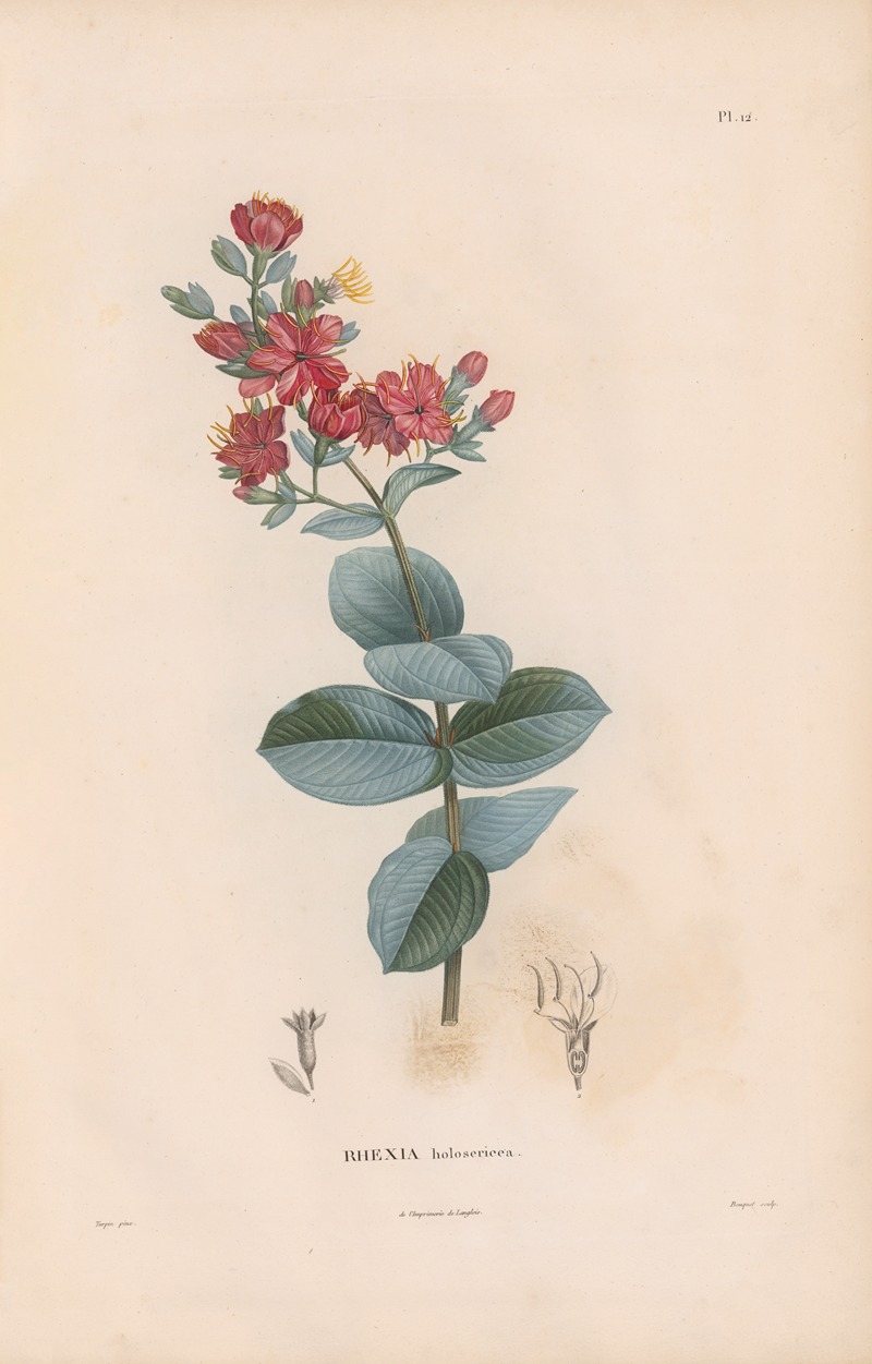 Alexander von Humboldt - Botanique Pl.11