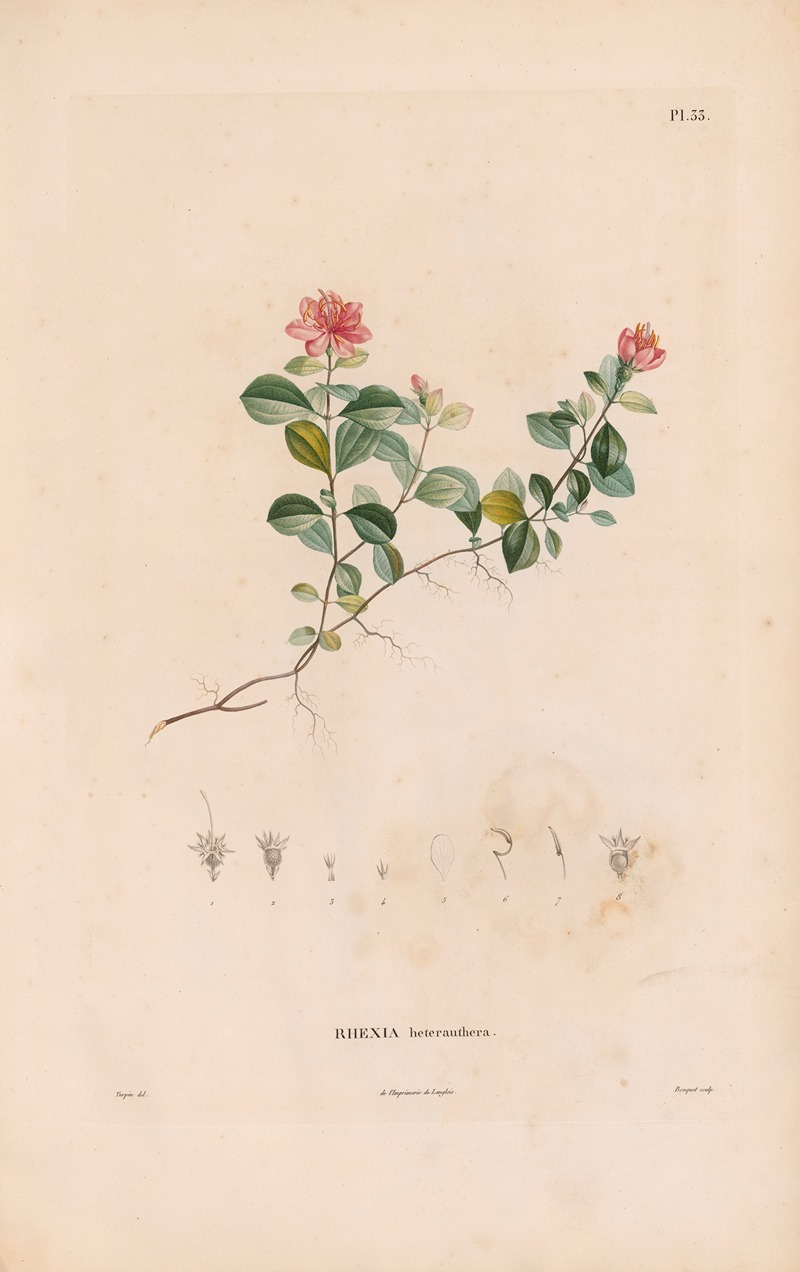 Alexander von Humboldt - Botanique Pl.27