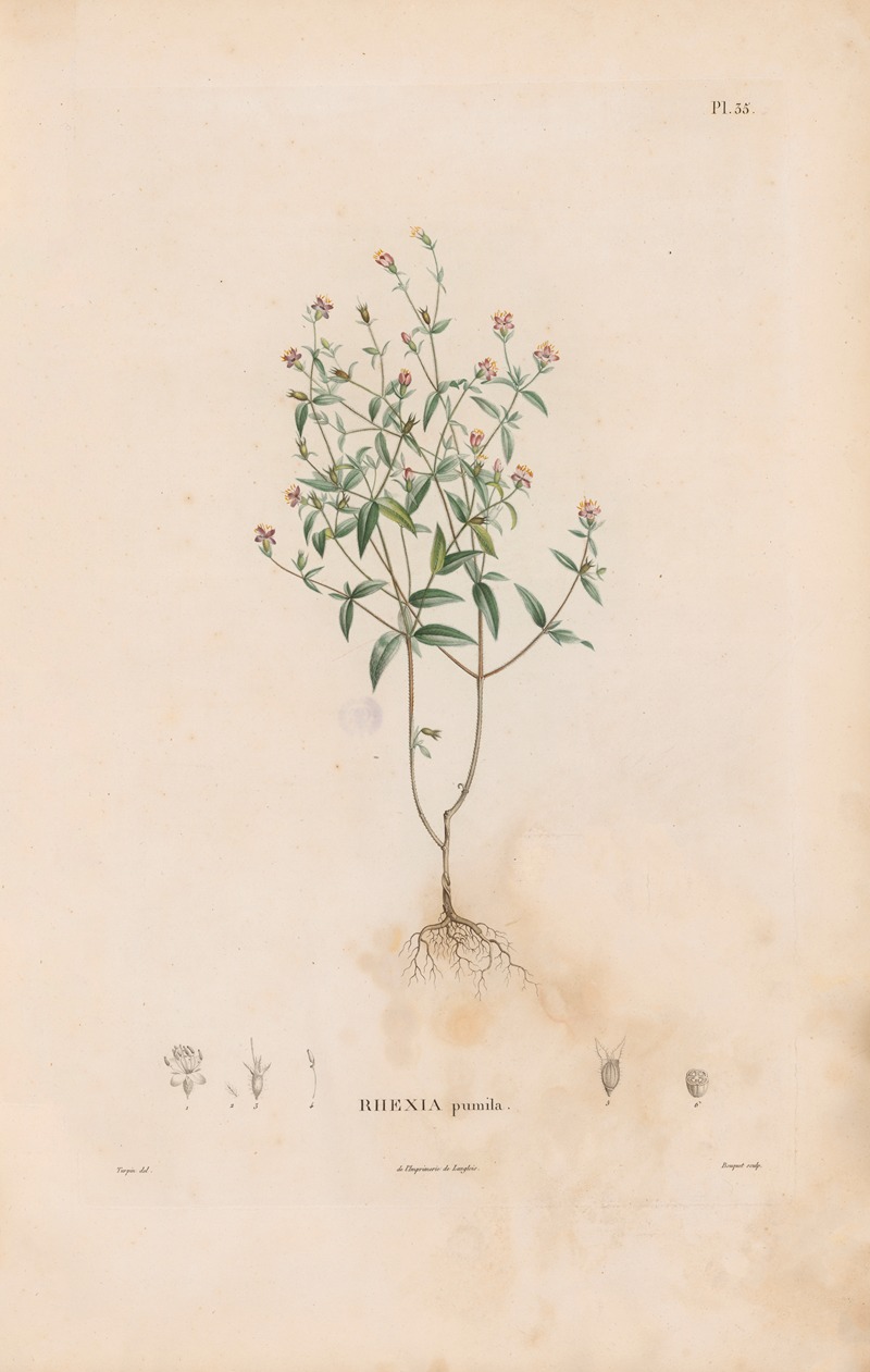 Alexander von Humboldt - Botanique Pl.29