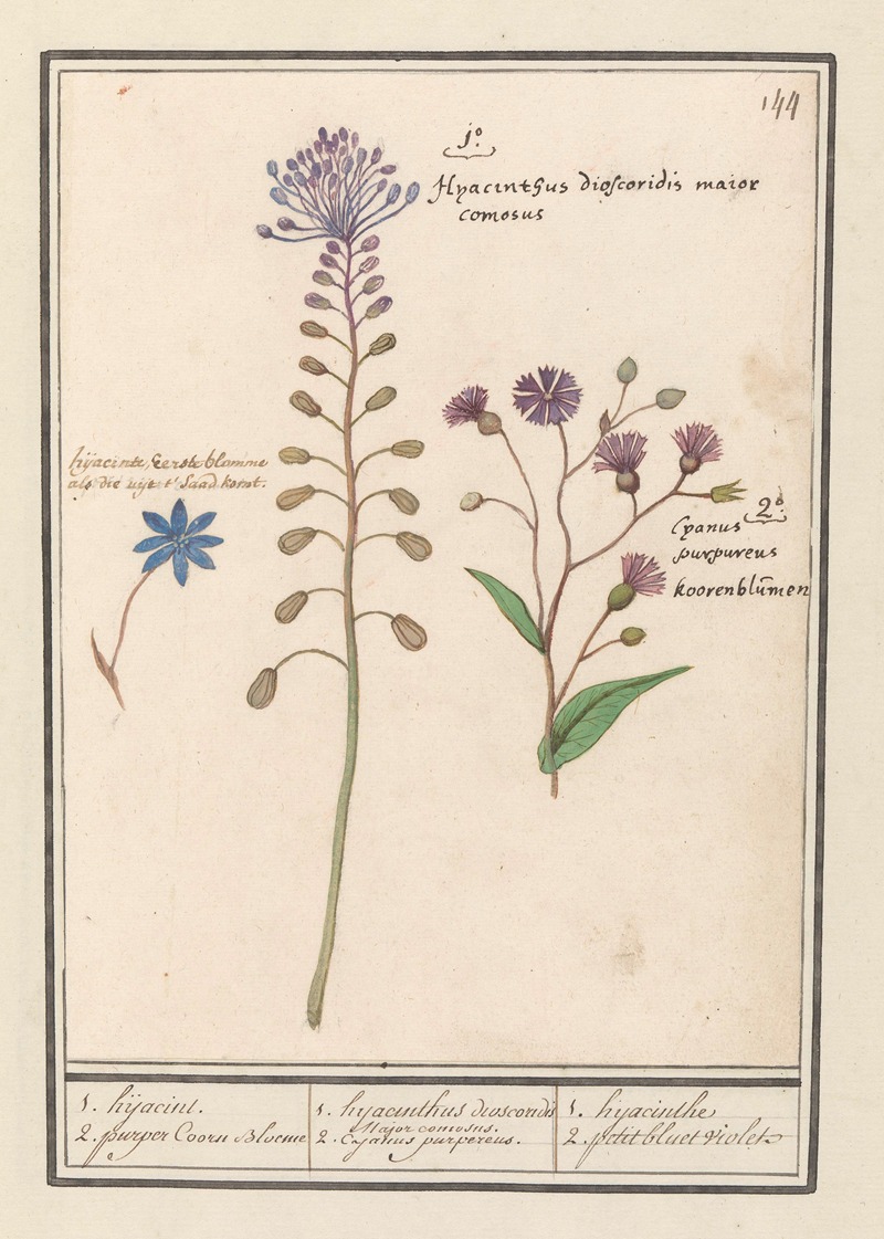 Anselmus Boëtius de Boodt - 1. hyacinthus dioscoridis. Major comosus