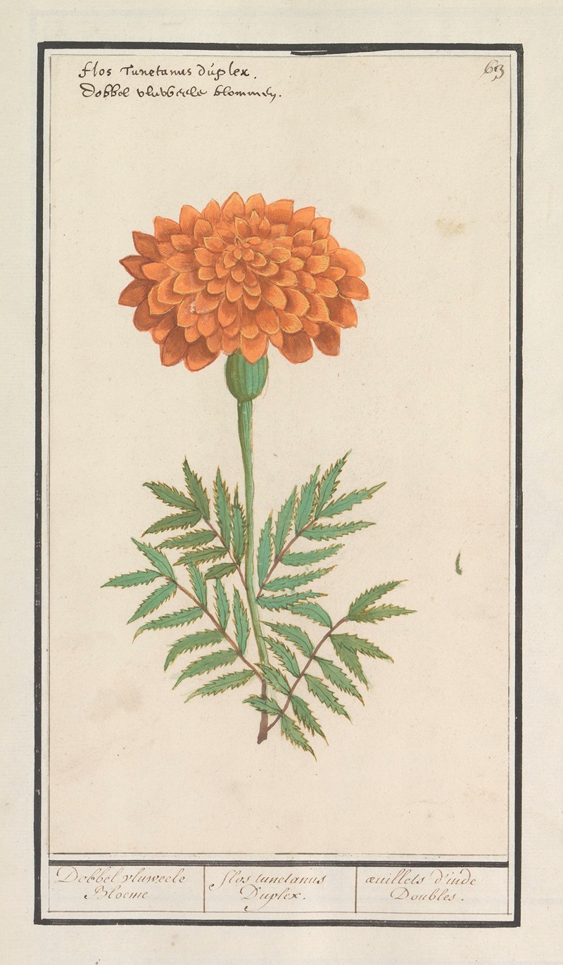 Anselmus Boëtius de Boodt - Afrikaantje (Tagetes) Dobbel vluweele Bloeme Flos tunetanus Duplex. Oeuilles d’inde Doubles.