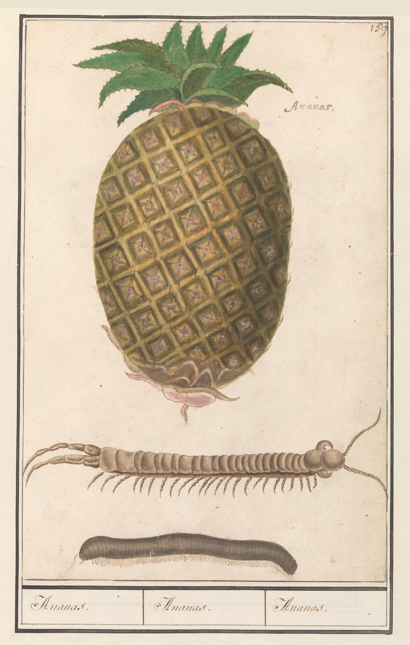 Anselmus Boëtius de Boodt - Ananas (Ananas comosus) Ananas. Ananas. Ananas.