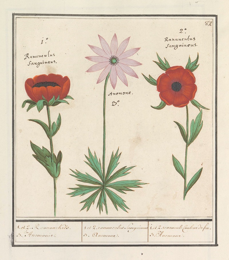 Anselmus Boëtius de Boodt - Anemoon (Anemone) 1. et 2. Roononckels. 3. Anemonie.