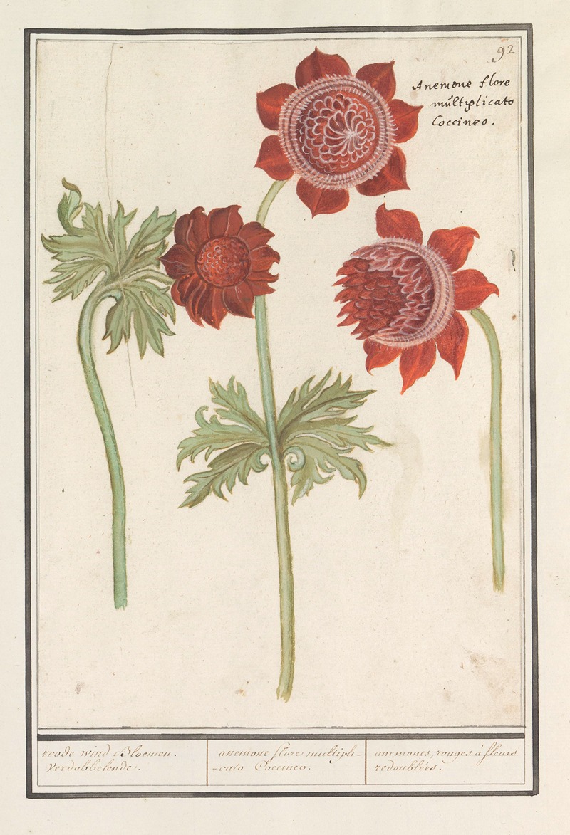 Anselmus Boëtius de Boodt - Anemoon (Anemone) roode wind Bloemen. verdobbelende. anemone flore multiplicato Coccineo. anemones rouges à fleurs redoublées.