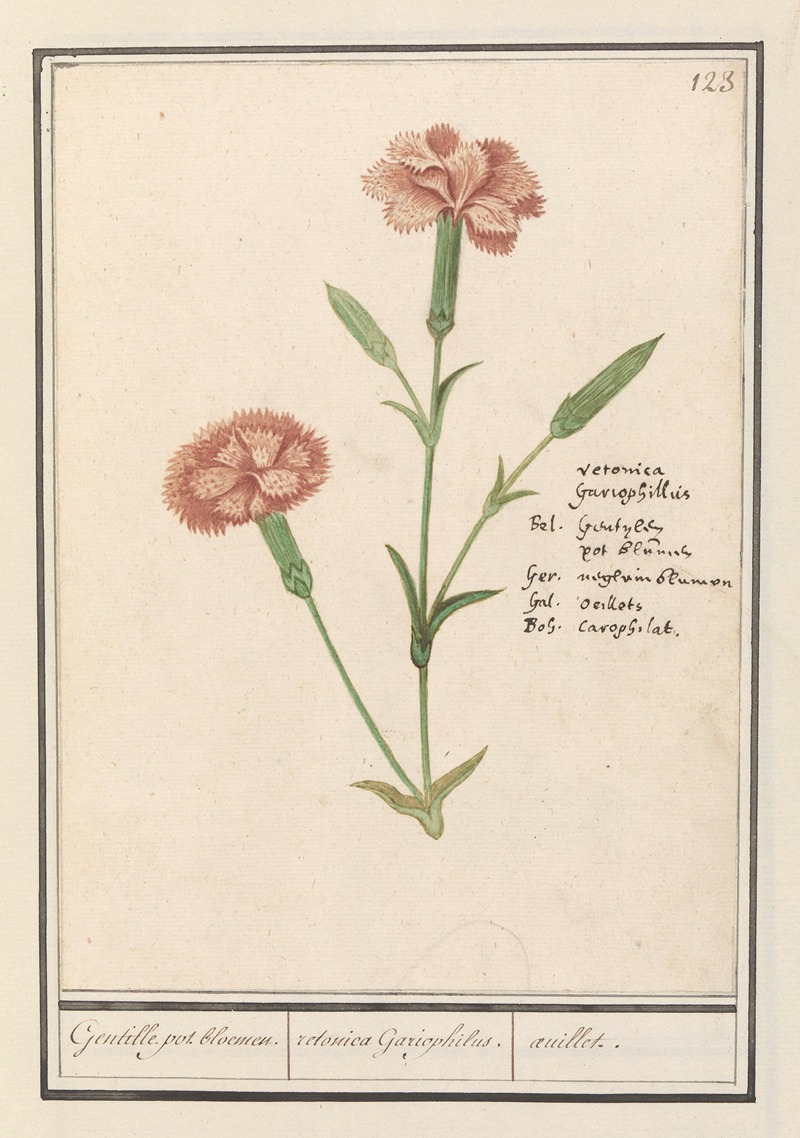 Anselmus Boëtius de Boodt - Anjer (Dianthus) Gentille. pot. bloemen. retonica Gariophilus. oeuillet.