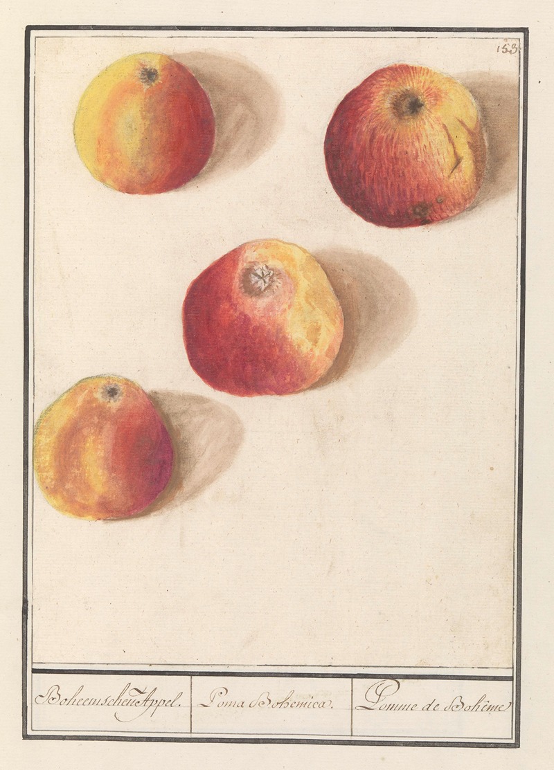 Anselmus Boëtius de Boodt - Appel (Malus domestica) Boheemschen Appel. Poma Bohemica. Pomme de Bohême