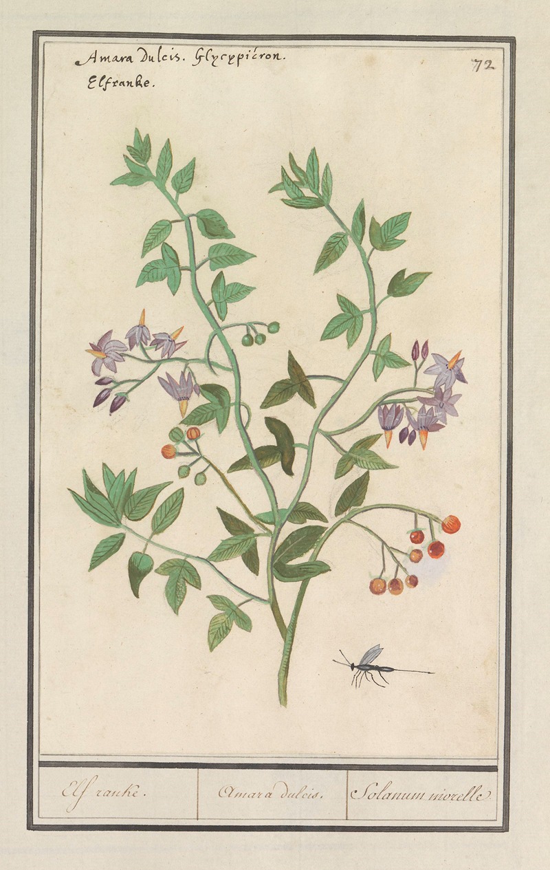 Anselmus Boëtius de Boodt - Bitterzoet (Solanum dulcamara) Elf ranke. Amara dulcis. Solanum niorelle