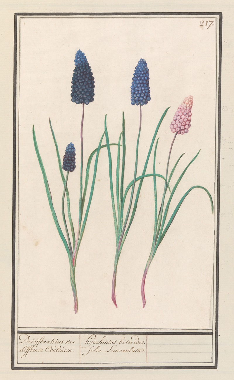 Anselmus Boëtius de Boodt - Blauwe druifjes (Muscari botryoides)