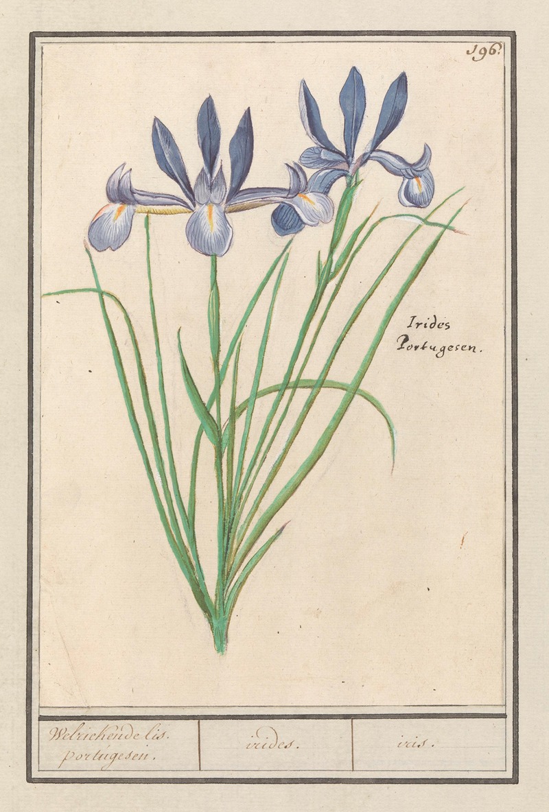 Anselmus Boëtius de Boodt - Blauwe lis (Iris sibirica) Welriekende lis. portugesen. irides. iris.