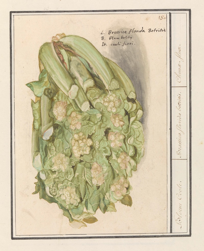 Anselmus Boëtius de Boodt - Bloemkool (Brassica oleracea convar. botrytis var. Botrytis)