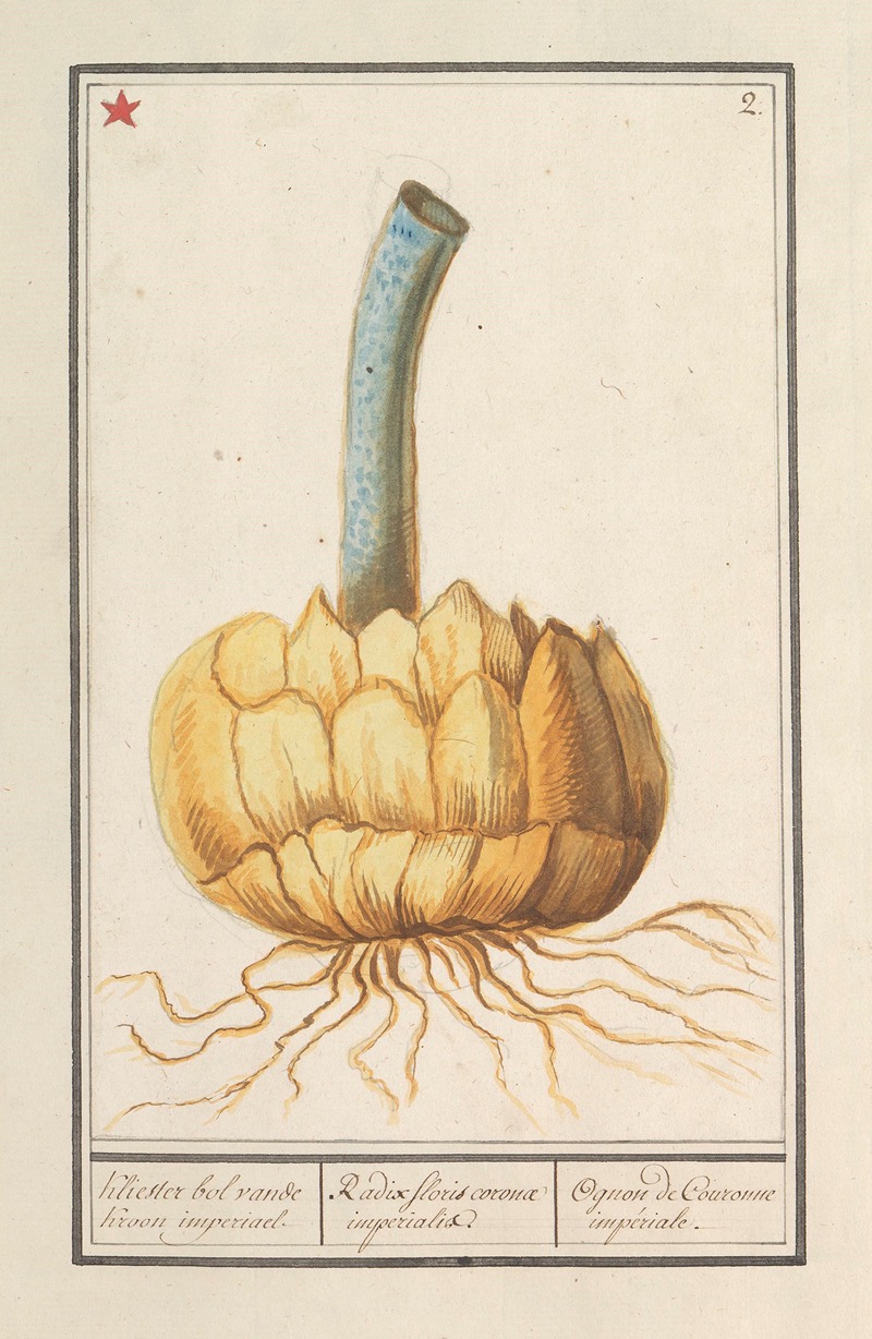 Anselmus Boëtius de Boodt - Bol van de keizerskroon (Fritillaria imperialis)