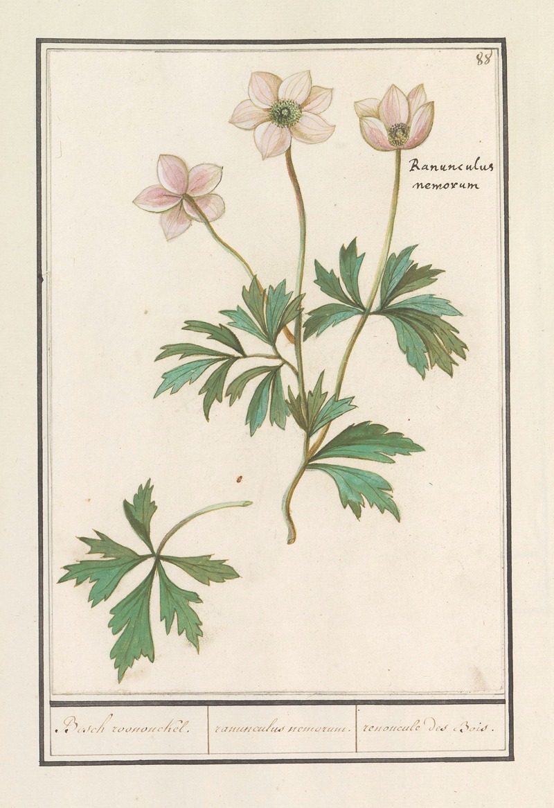 Anselmus Boëtius de Boodt - Bosanemoon (Anemone nemorosa) Bosch roononckel. ranunculus nemorum. ranoncule des Bois