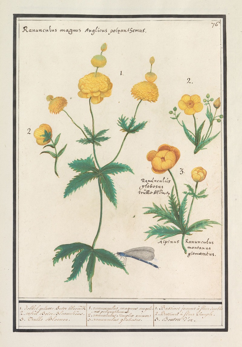 Anselmus Boëtius de Boodt - Boterbloemen (Ranunculus)