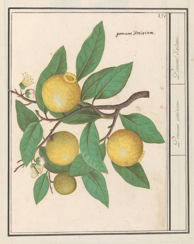 Anselmus Boëtius de Boodt - Citroen (Citrus limon)