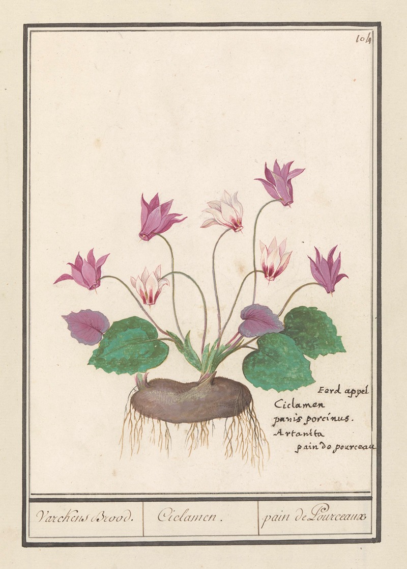 Anselmus Boëtius de Boodt - Cyclaam (Cyclamen) Varckens Brood. Ciclamen. pain de Pourceaux