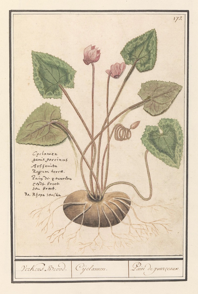 Anselmus Boëtius de Boodt - Cyclaam (Cyclamen) Verkens Brood. Cijclamen. Pain de pourceaux