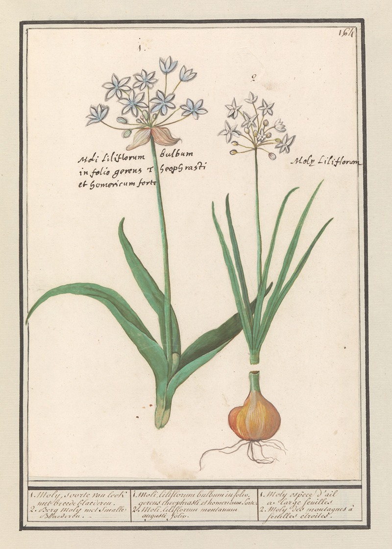 Anselmus Boëtius de Boodt - Daslook (Allium ursinum)